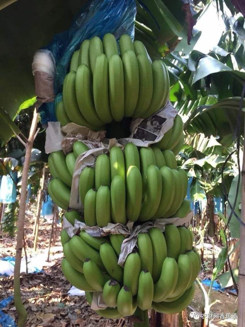 香蕉苗，威廉斯b6，巴西香蕉苗价格优惠，果苗优质产地直销