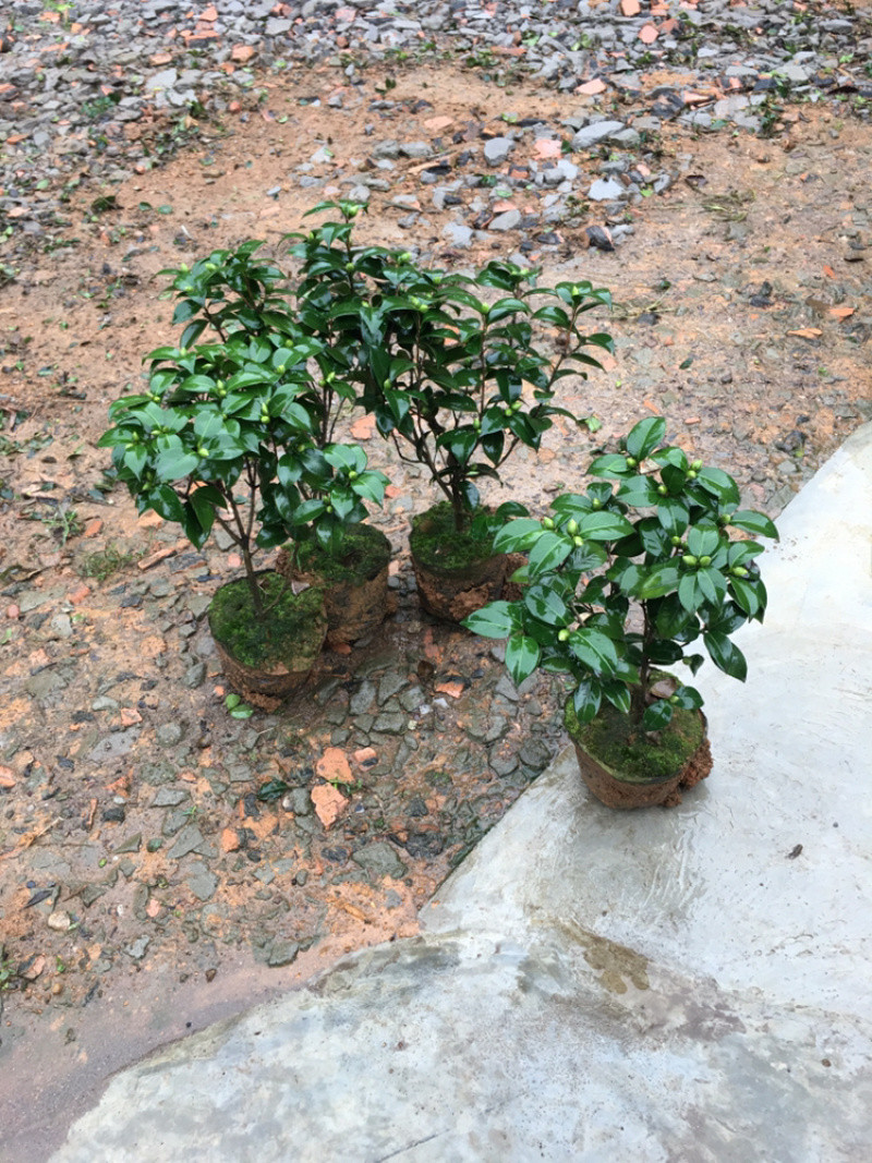 茶花和茶梅各种笼都有货量大欢迎老板些前来考察满意后再下单