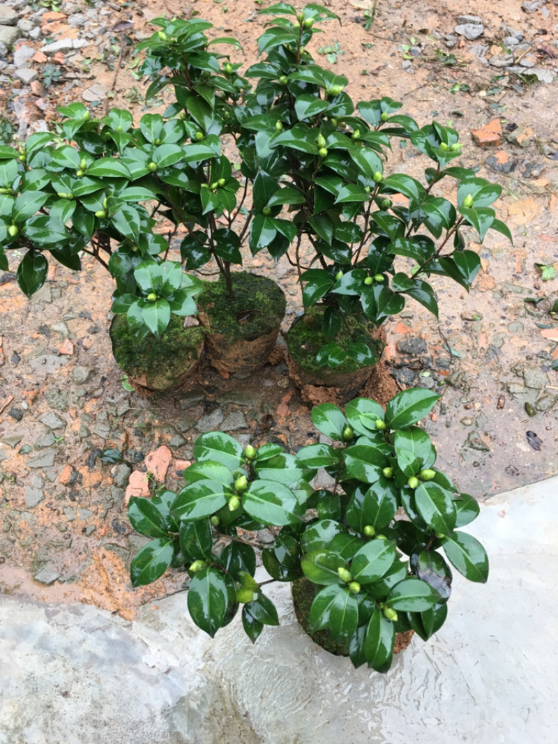 茶花和茶梅各种笼都有货量大欢迎老板些前来考察满意后再下单