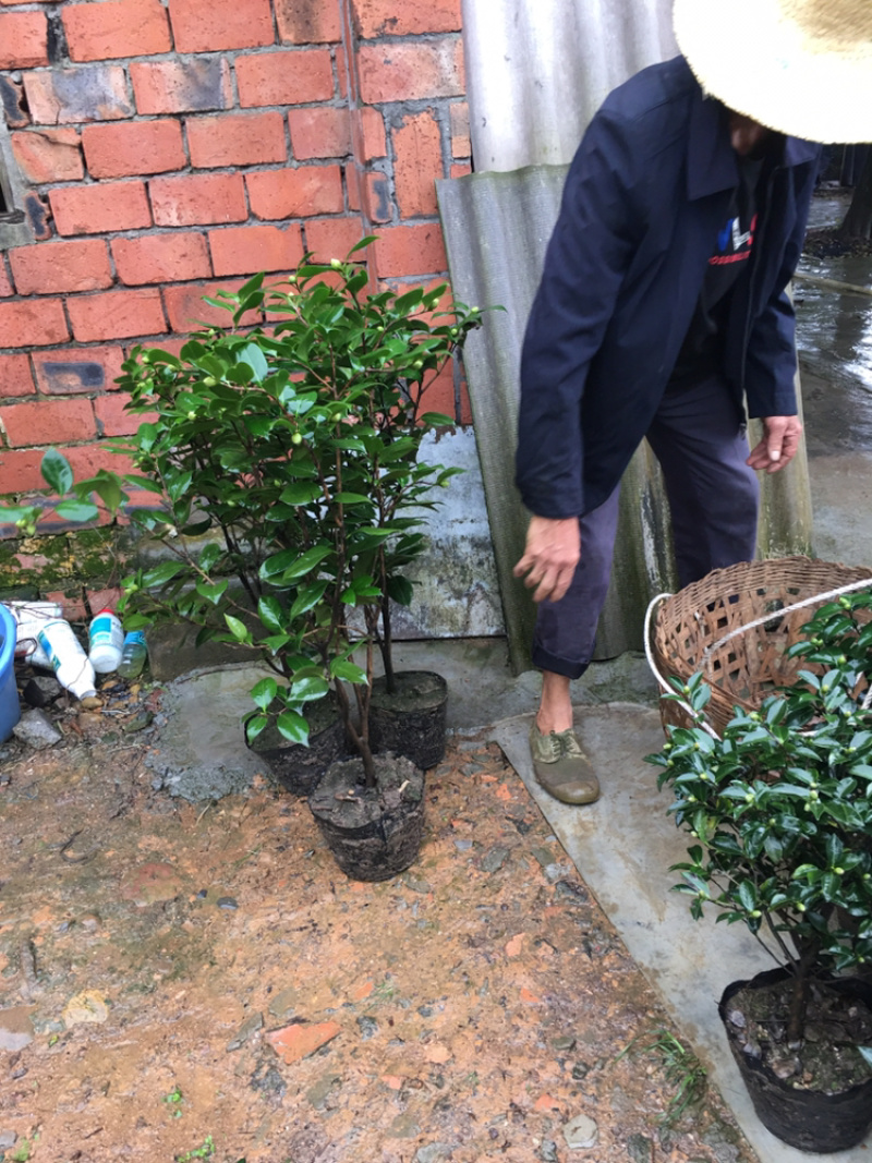 茶花和茶梅各种笼都有货量大欢迎老板些前来考察满意后再下单