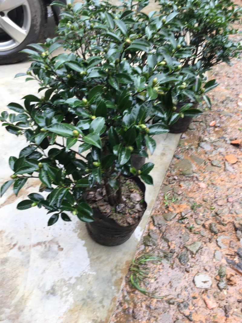 茶花和茶梅各种笼都有货量大欢迎老板些前来考察满意后再下单