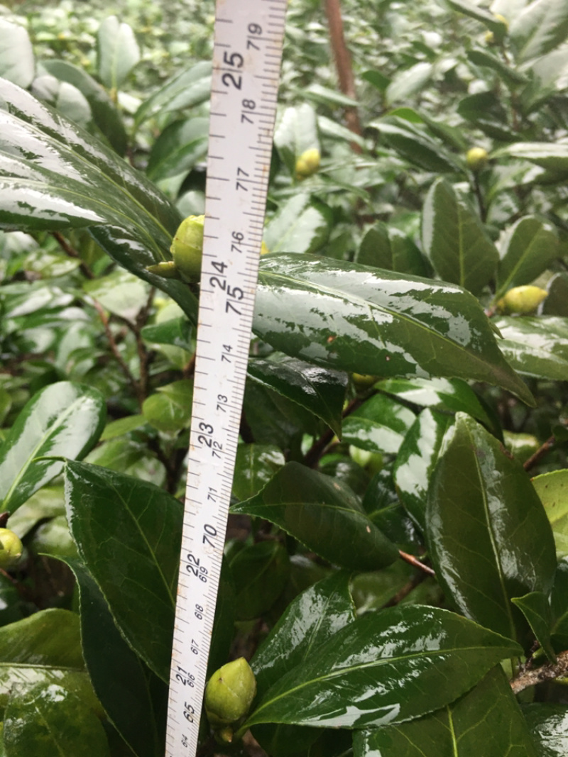 茶花和茶梅各种笼都有货量大欢迎老板些前来考察满意后再下单