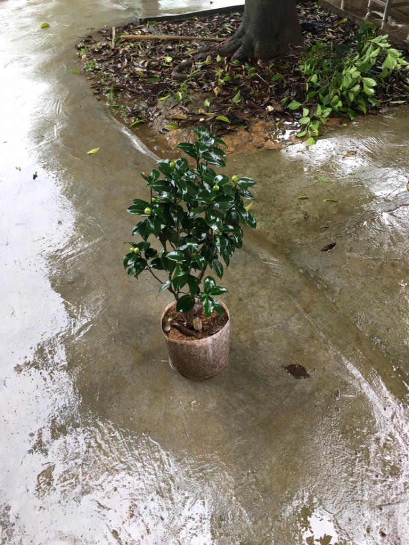 茶花和茶梅各种笼都有货量大欢迎老板些前来考察满意后再下单