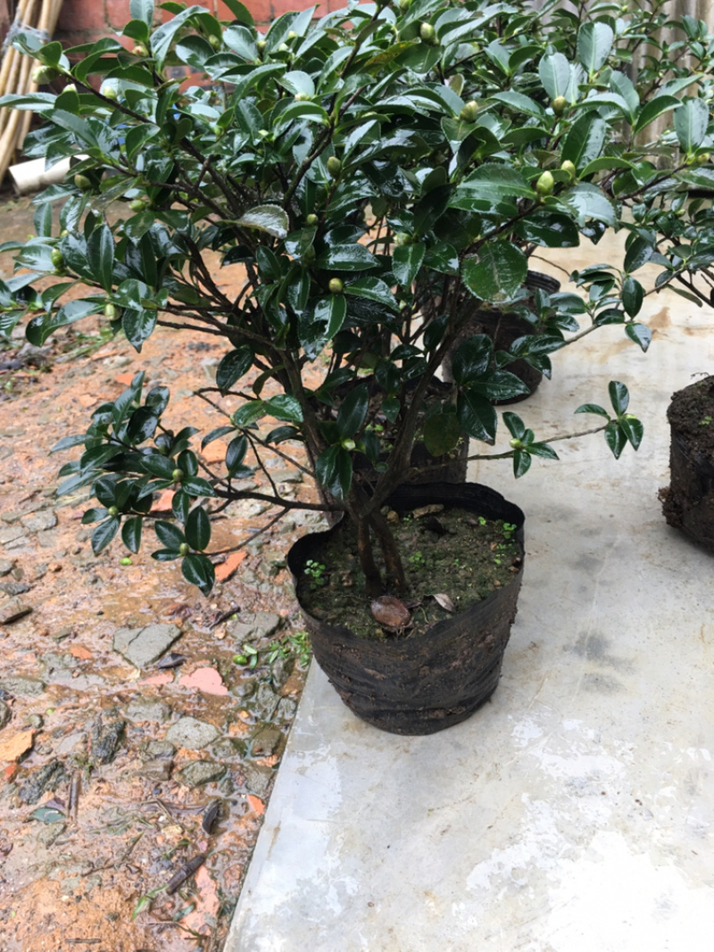 茶花和茶梅各种笼都有货量大欢迎老板些前来考察满意后再下单