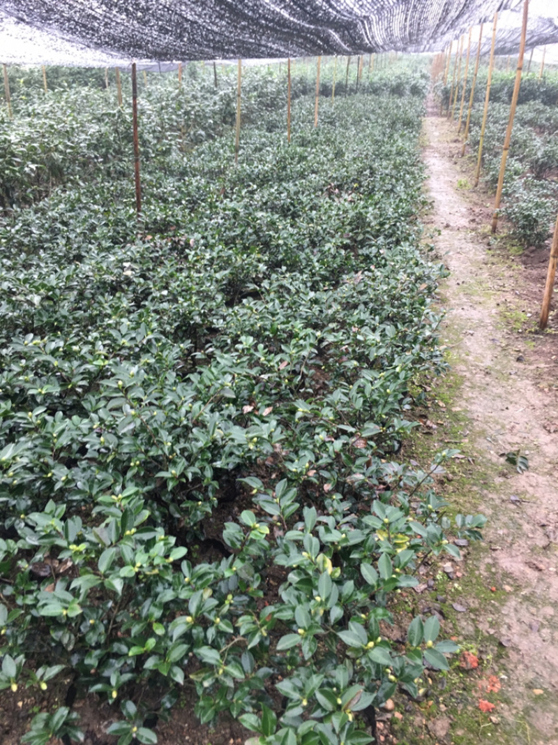 茶花和茶梅各种笼都有货量大欢迎老板些前来考察满意后再下单