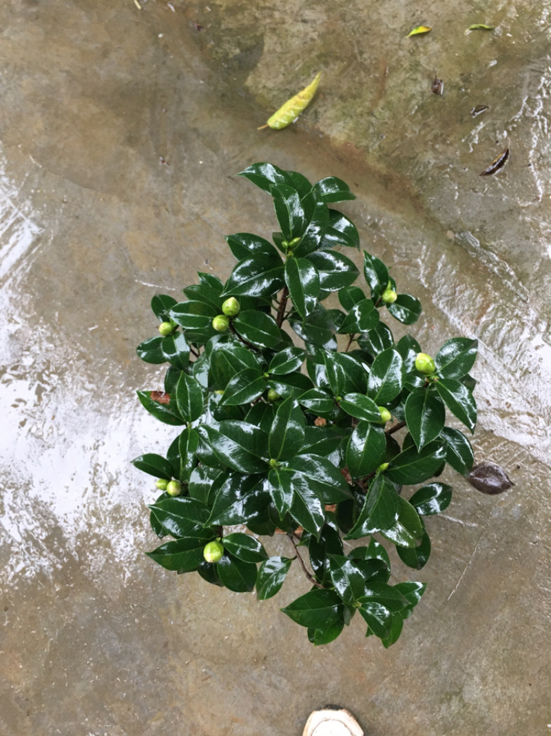茶花和茶梅各种笼都有货量大欢迎老板些前来考察满意后再下单