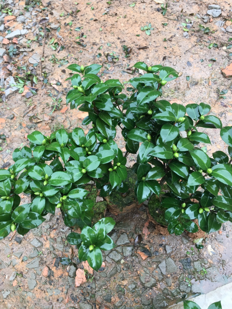 茶花和茶梅各种笼都有货量大欢迎老板些前来考察满意后再下单