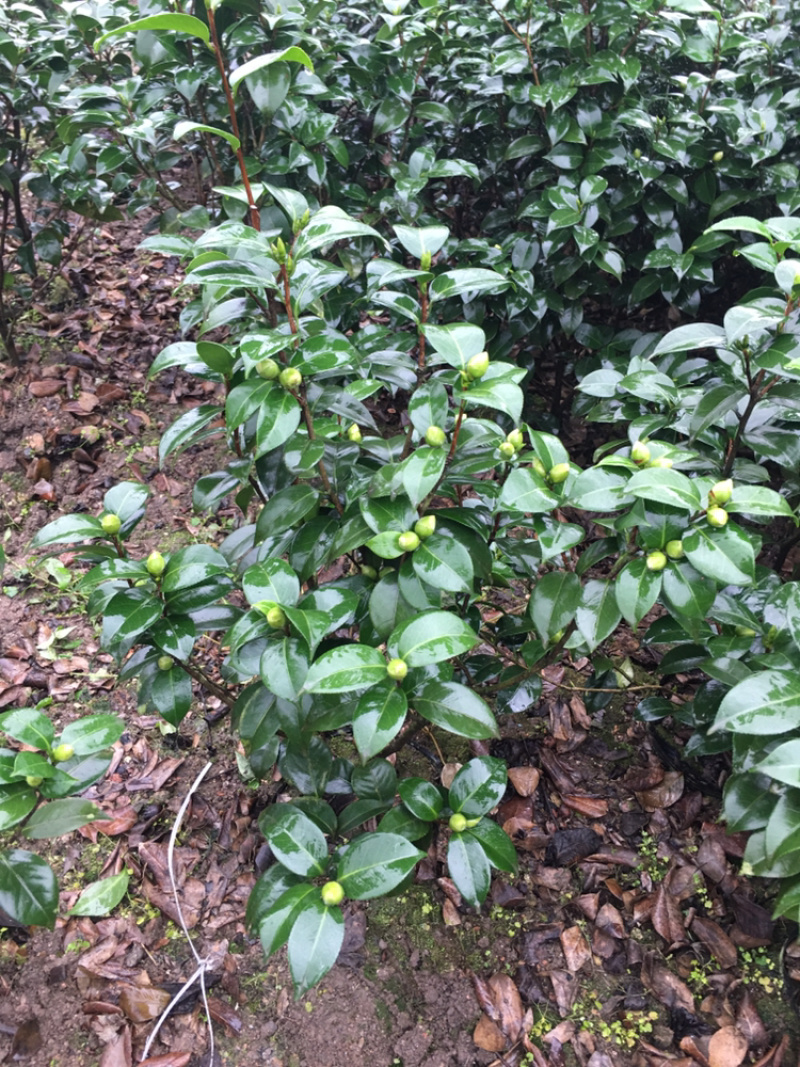 茶花和茶梅各种笼都有货量大欢迎老板些前来考察满意后再下单