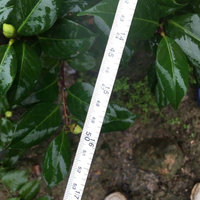茶花和茶梅各种笼都有货量大欢迎老板些前来考察满意后再下单