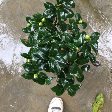 茶花和茶梅各种笼都有货量大欢迎老板些前来考察满意后再下单