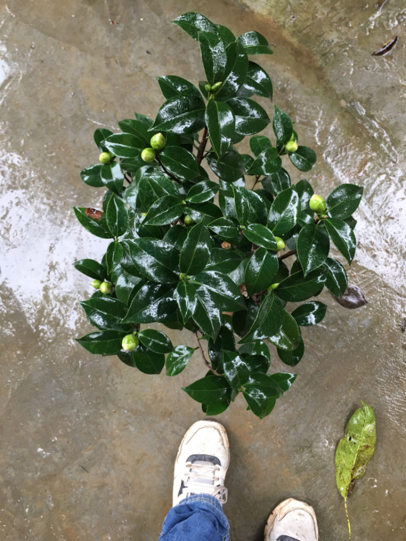 茶花和茶梅各种笼都有货量大欢迎老板些前来考察满意后再下单
