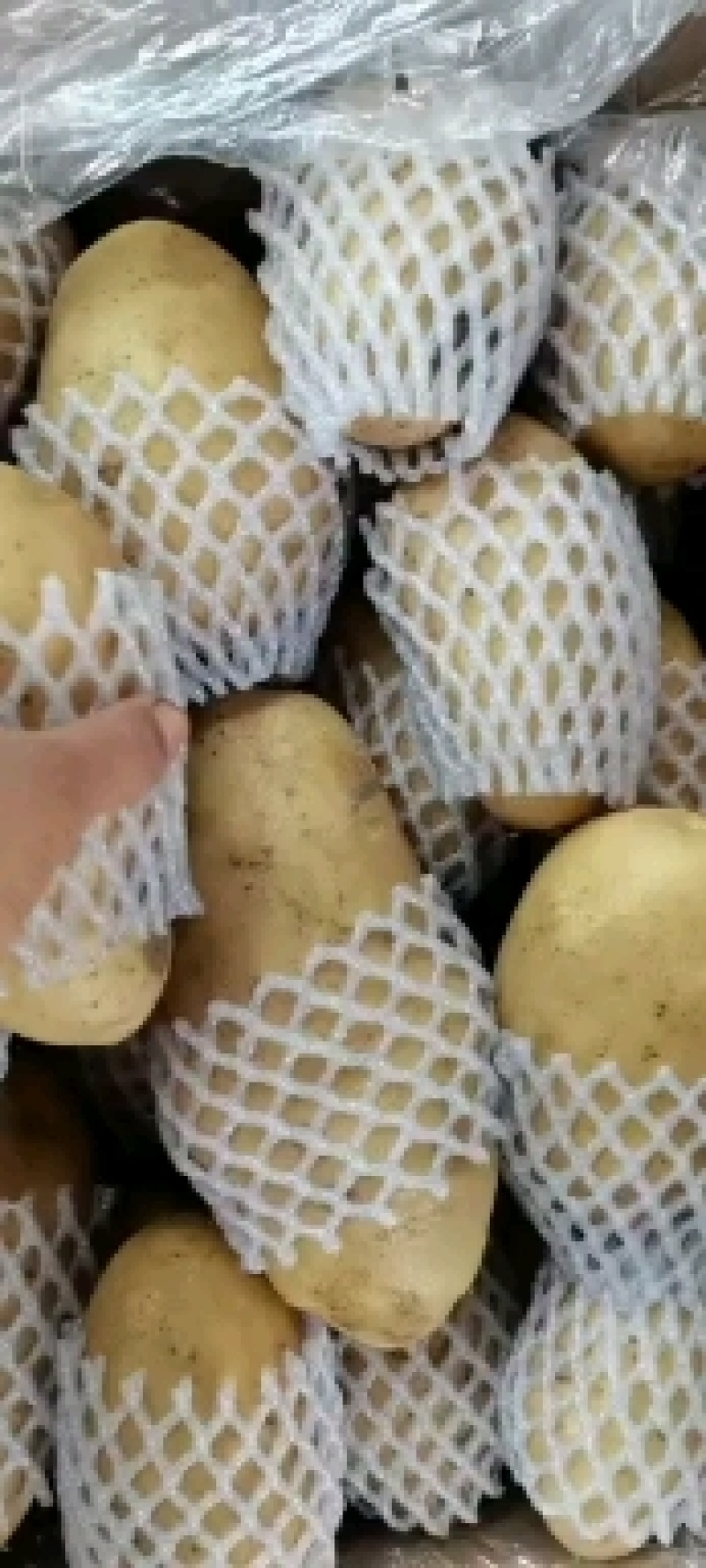 滕州黄皮，黄心土豆，大量供应