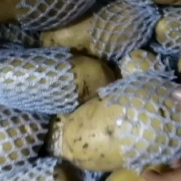 滕州黄皮，黄心土豆，大量供应