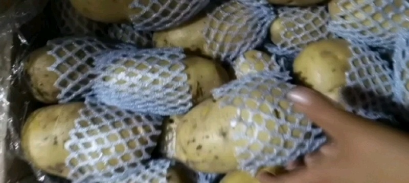 滕州黄皮，黄心土豆，大量供应