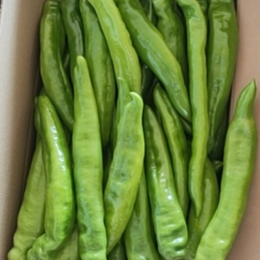长期大量出售精品长剑尖椒