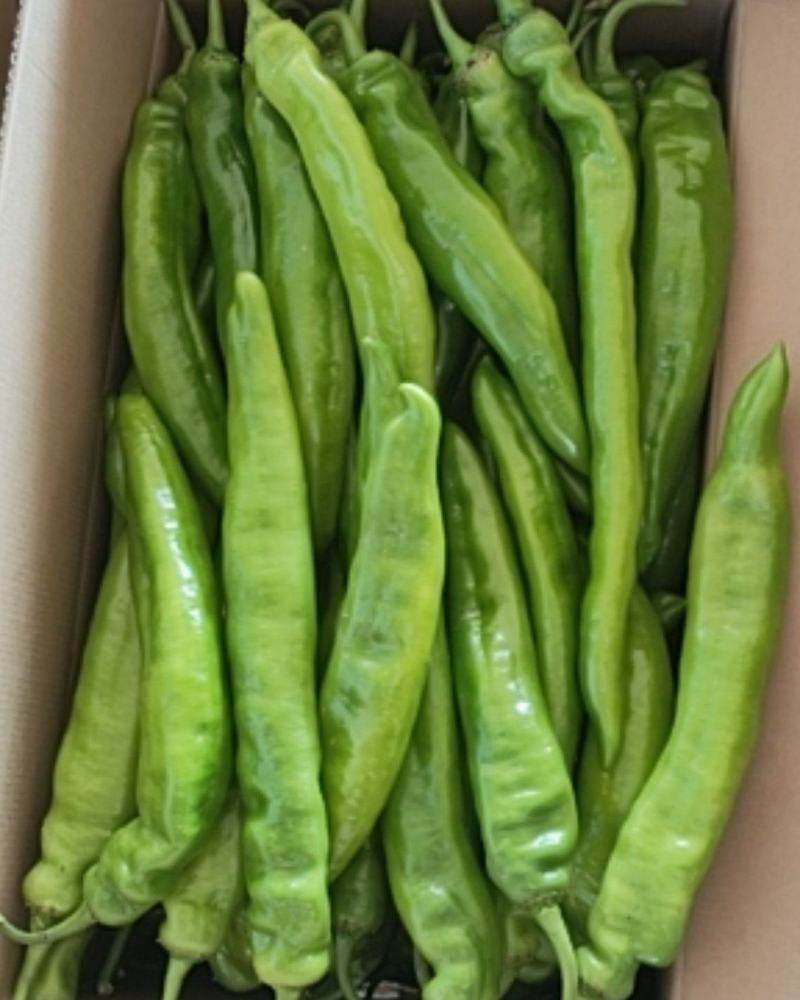 长期大量出售精品长剑尖椒