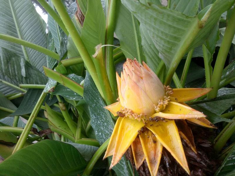 花开花谢花又来。几人能知花从来