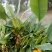 花开花谢花又来。几人能知花从来