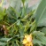 花开花谢花又来。几人能知花从来