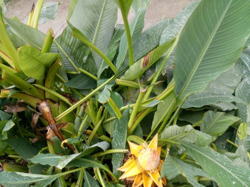 花开花谢花又来。几人能知花从来