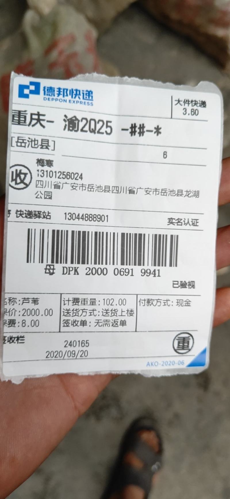 芦苇壮苗各种规格100000000