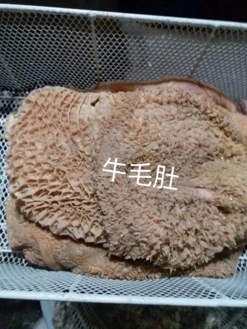 【牛毛肚】黄牛的毛肚，生的带金钱肚！水洗干净速冻不是标件