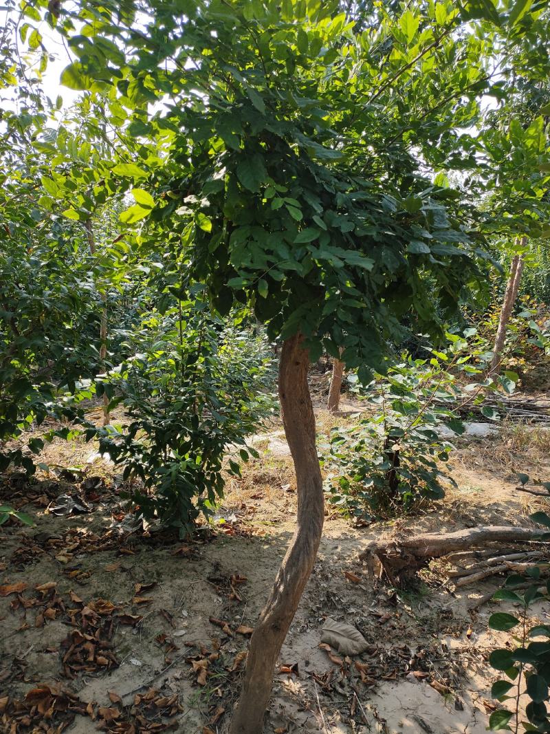 【精品】千年紫藤花树苗爬藤植物适合庭院公园种植四季开花
