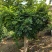 【精品】千年紫藤花树苗爬藤植物适合庭院公园种植四季开花