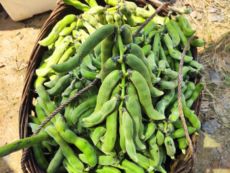 2021年新鲜狗儿豆狗爪豆龙爪豆猫豆狗古豆可批发新鲜带皮