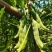 2021年新鲜狗儿豆狗爪豆龙爪豆猫豆狗古豆可批发新鲜带皮