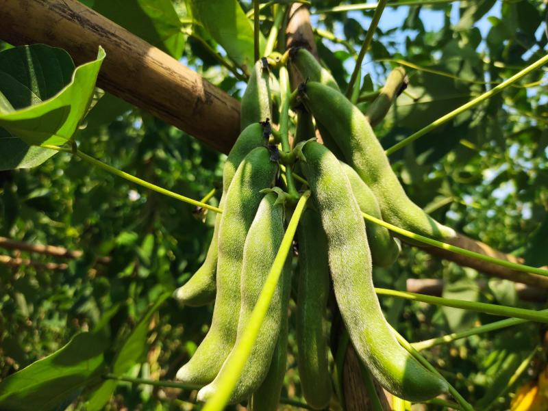 2021年新鲜狗儿豆狗爪豆龙爪豆猫豆狗古豆可批发新鲜带皮
