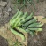 2021年新鲜狗儿豆狗爪豆龙爪豆猫豆狗古豆可批发新鲜带皮