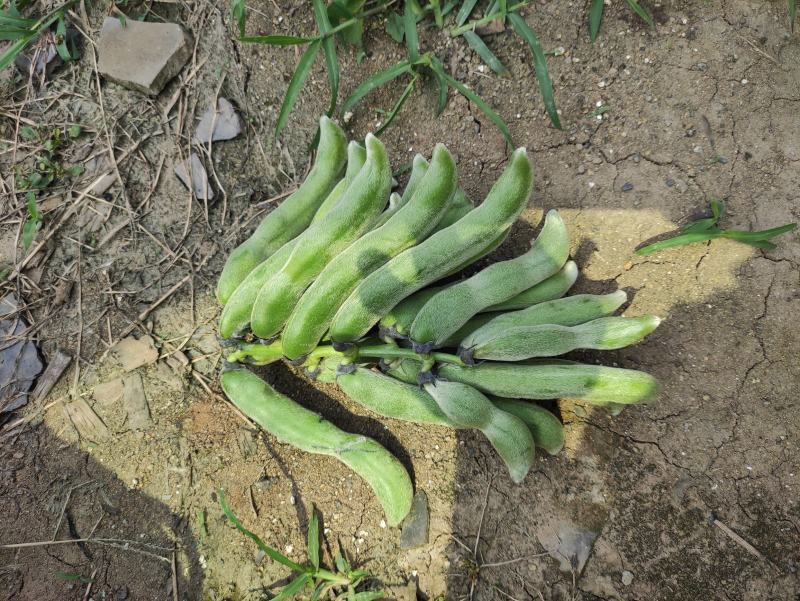 2021年新鲜狗儿豆狗爪豆龙爪豆猫豆狗古豆可批发新鲜带皮