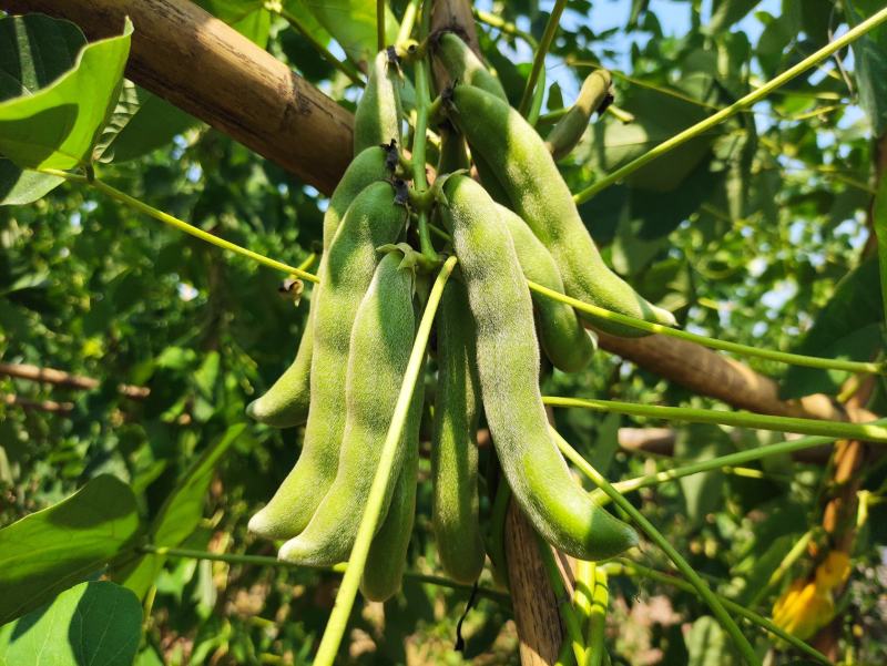 2021年新鲜狗儿豆狗爪豆龙爪豆猫豆狗古豆可批发新鲜带皮