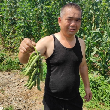 2021年新鲜狗儿豆狗爪豆龙爪豆猫豆狗古豆可批发新鲜带皮