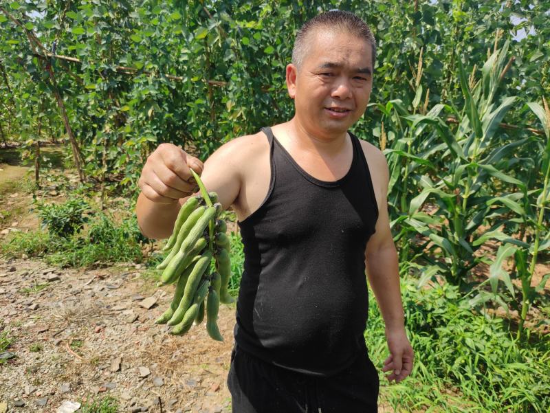 2021年新鲜狗儿豆狗爪豆龙爪豆猫豆狗古豆可批发新鲜带皮