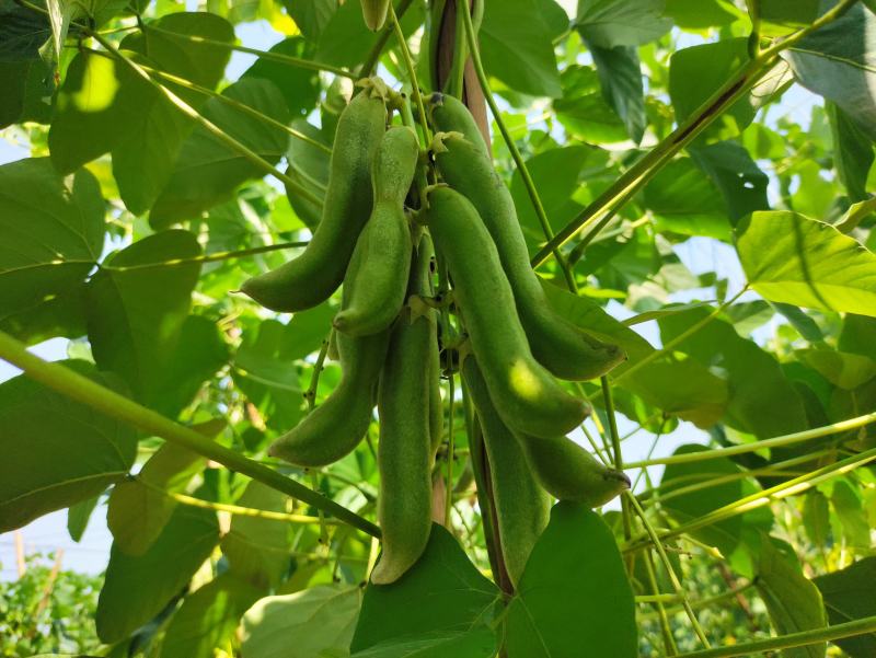 2021年新鲜狗儿豆狗爪豆龙爪豆猫豆狗古豆可批发新鲜带皮
