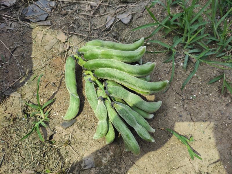 2021年新鲜狗儿豆狗爪豆龙爪豆猫豆狗古豆可批发新鲜带皮