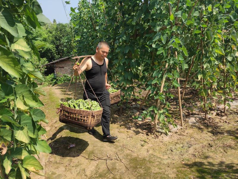 2021年新鲜狗儿豆狗爪豆龙爪豆猫豆狗古豆可批发新鲜带皮