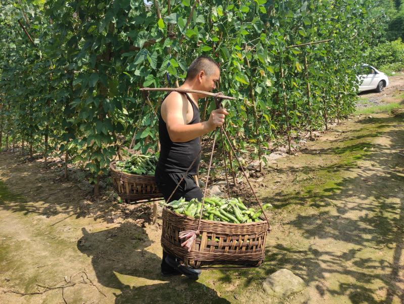 2021年新鲜狗儿豆狗爪豆龙爪豆猫豆狗古豆可批发新鲜带皮