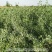 供应白刺苗30公分以上白刺