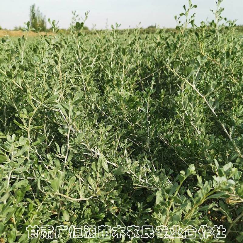 供应白刺苗30公分以上白刺