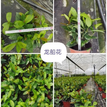 龙船花，价格美丽，规格齐全，欢迎来电咨询与合作