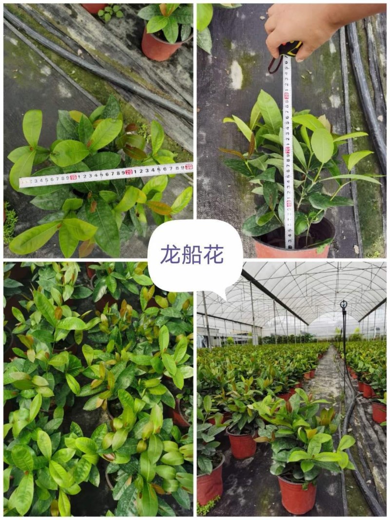 龙船花，价格美丽，规格齐全，欢迎来电咨询与合作