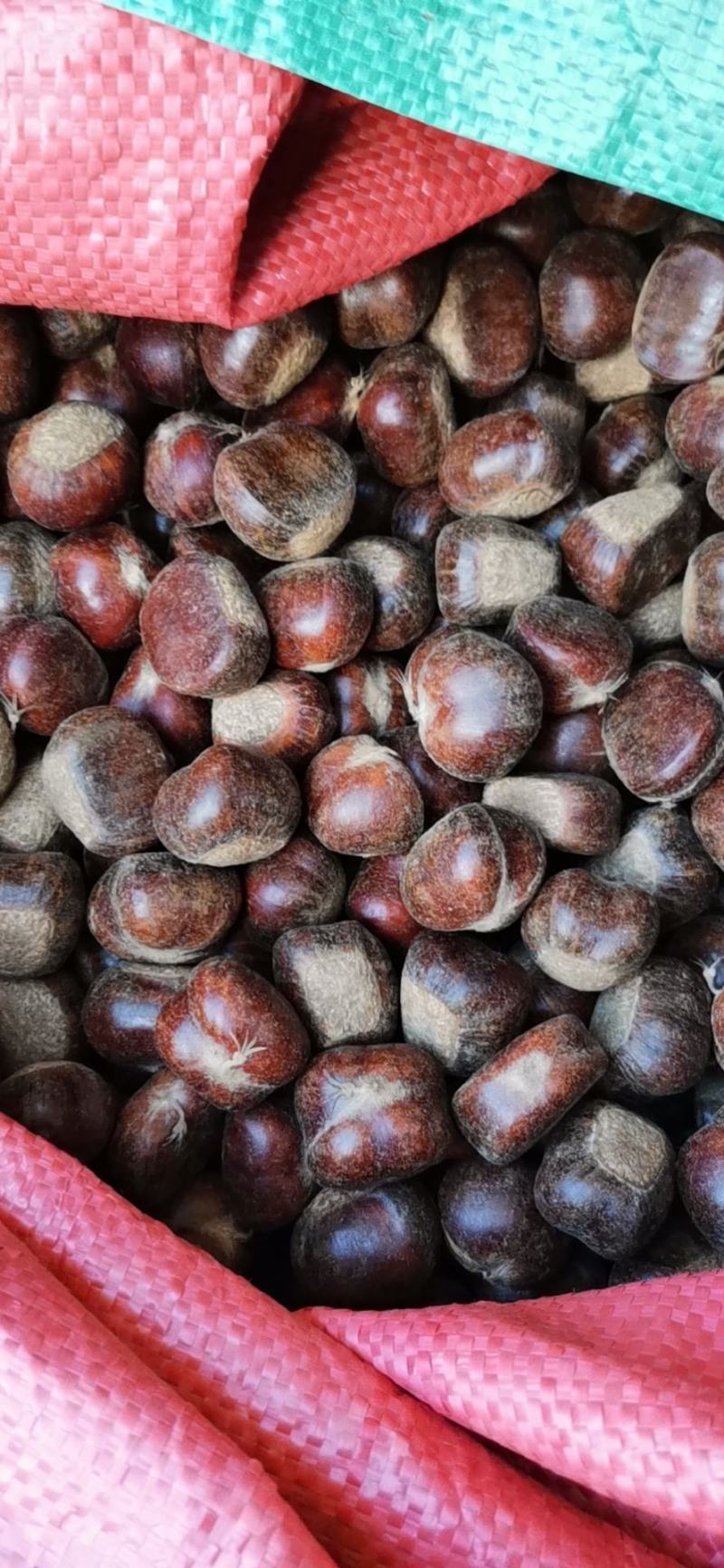 迁西板栗早期3113标粒每市斤55粒左右包邮