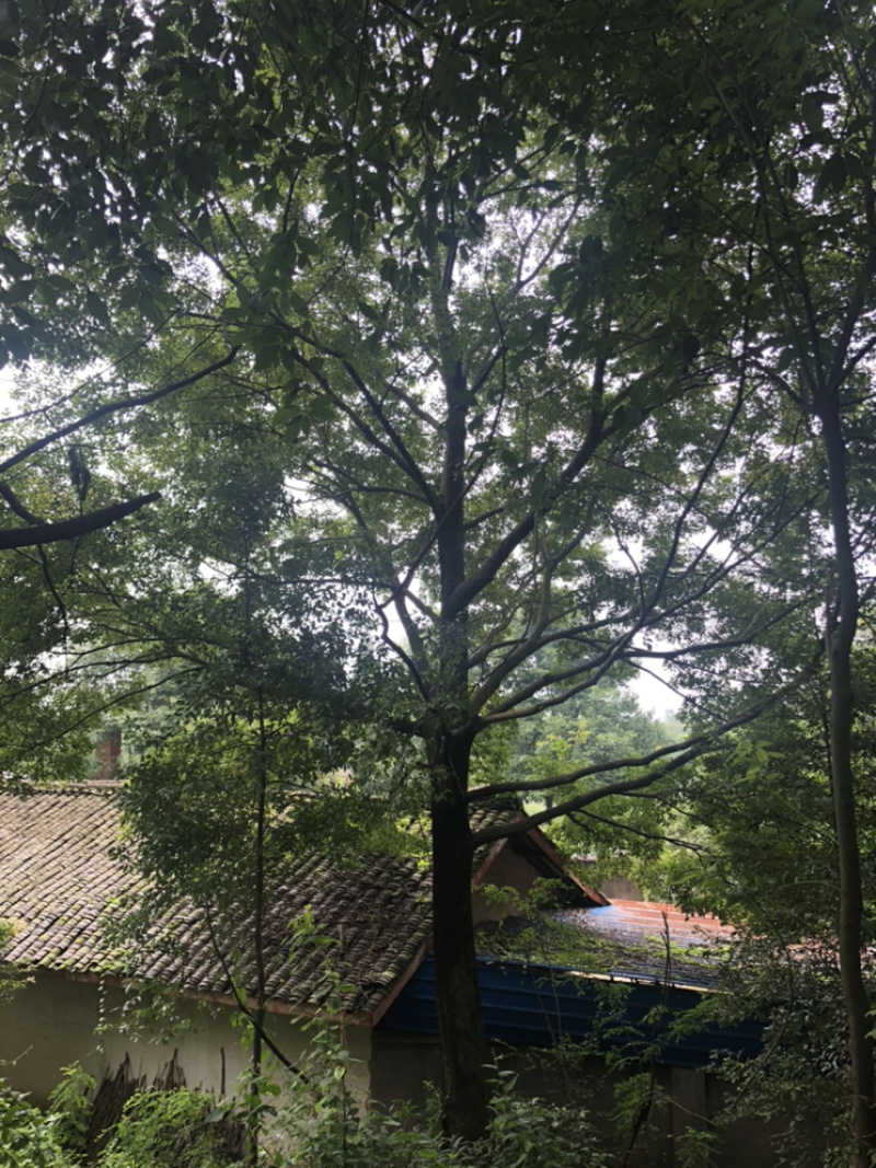 朴树20-50公分（诚信经营以质量求生存）