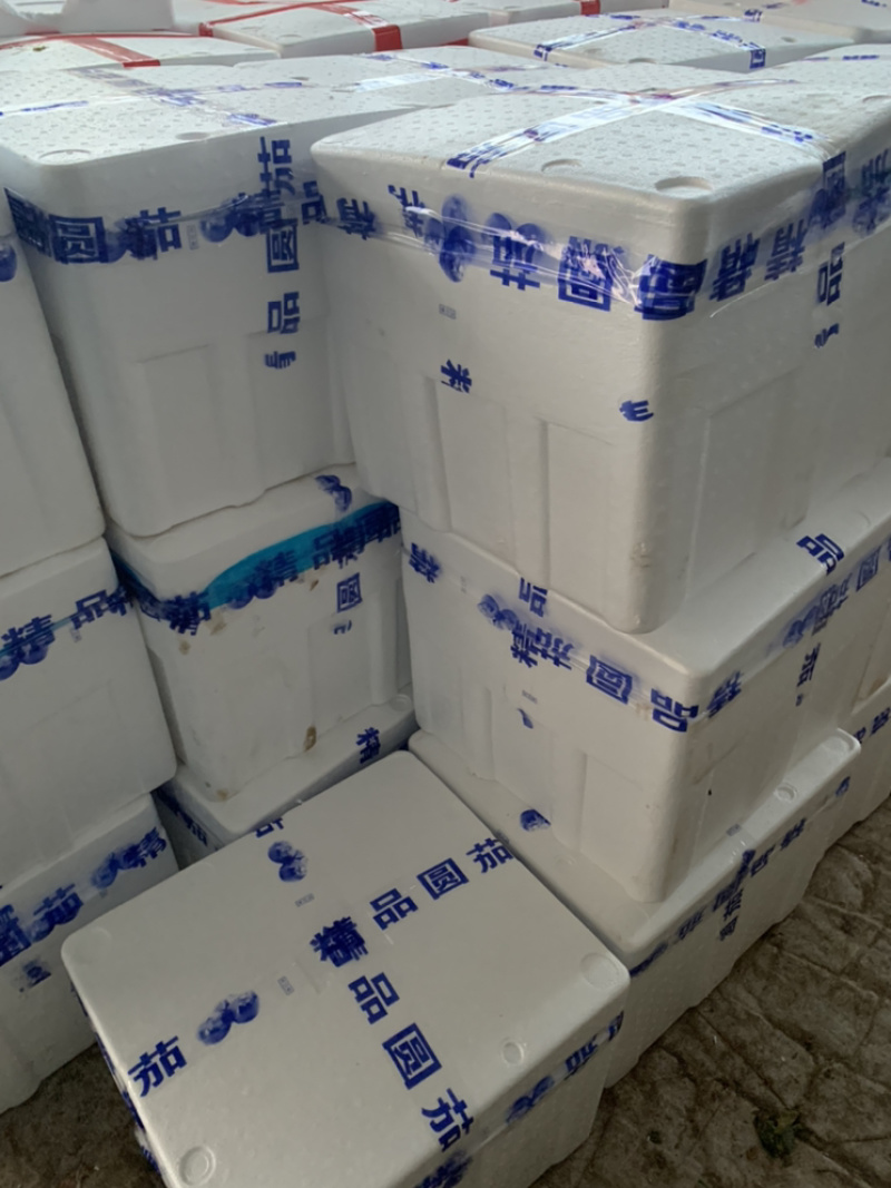 【视频看货】精品紫光圆茄产地直发欢迎老板来采购考察！