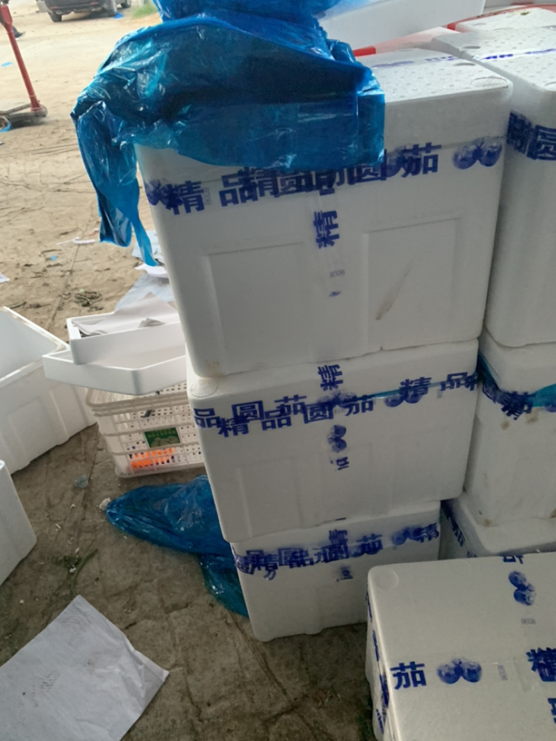 【视频看货】精品紫光圆茄产地直发欢迎老板来采购考察！