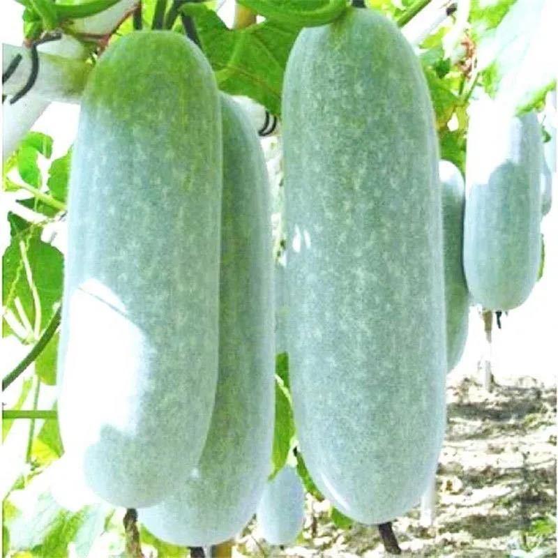 巨型冬瓜种子特大冬瓜农家土冬瓜非转基因种籽单瓜可达50