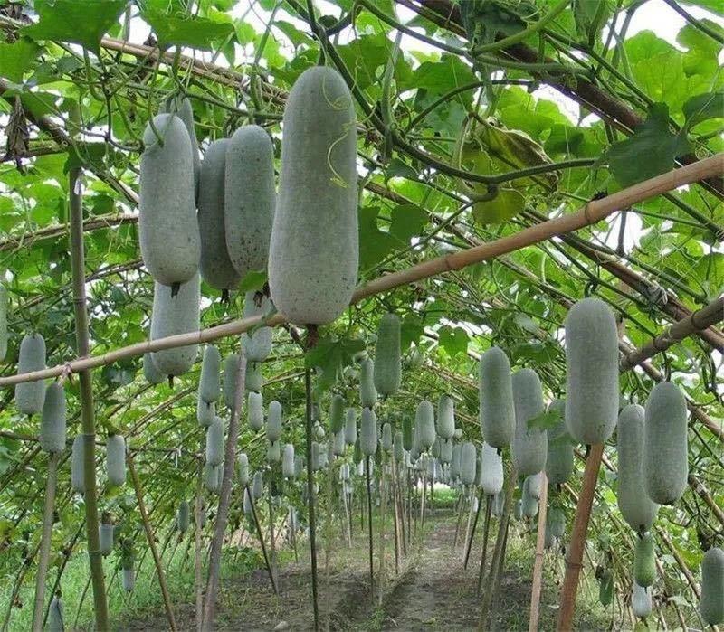 巨型冬瓜种子特大冬瓜农家土冬瓜非转基因种籽单瓜可达50